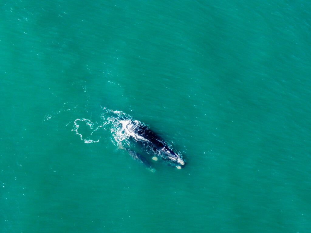 Baleia Franca Austral