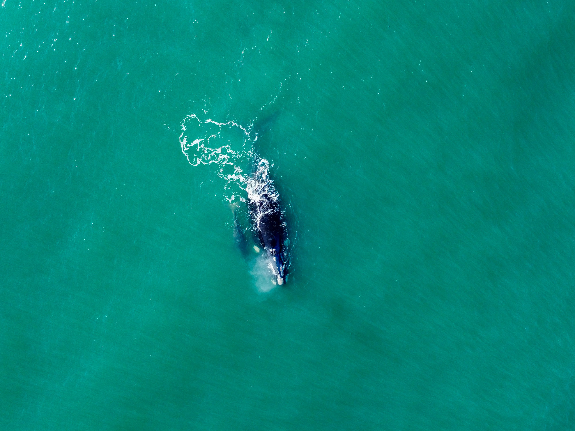 Ballena franca con su cría