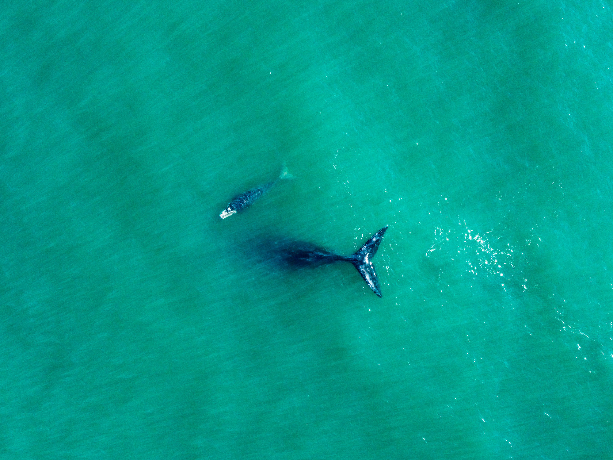 Ballena franca con su cría