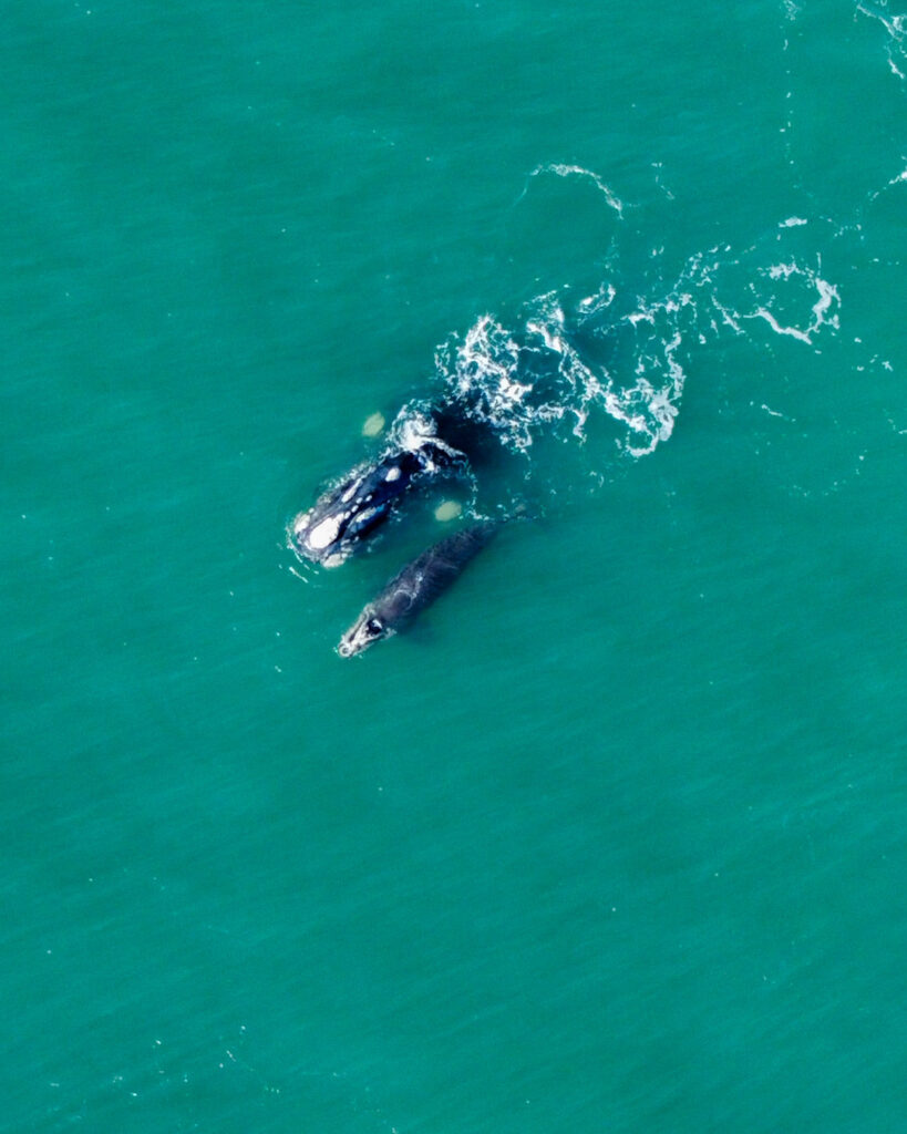 Ballena Franca Austral