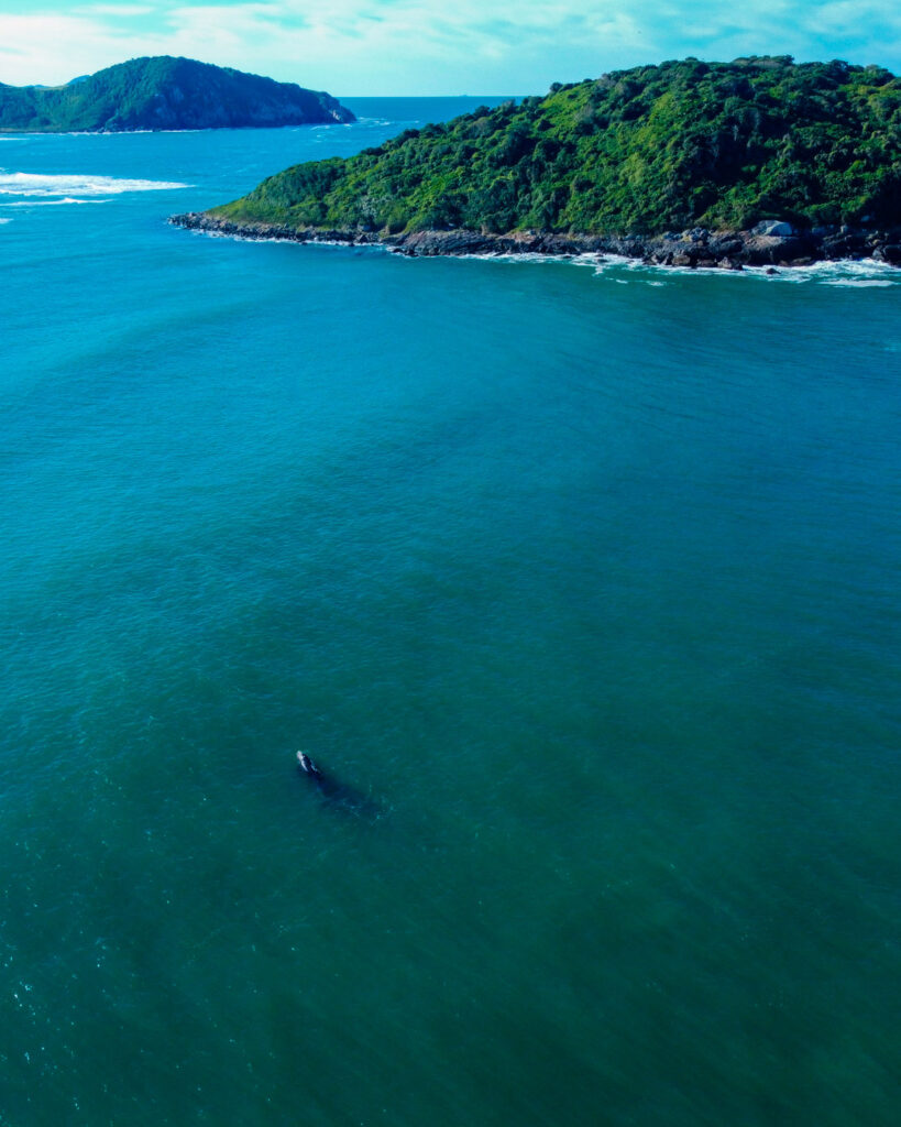 La Ballena Franca Austral y su Área de Protección Ambiental