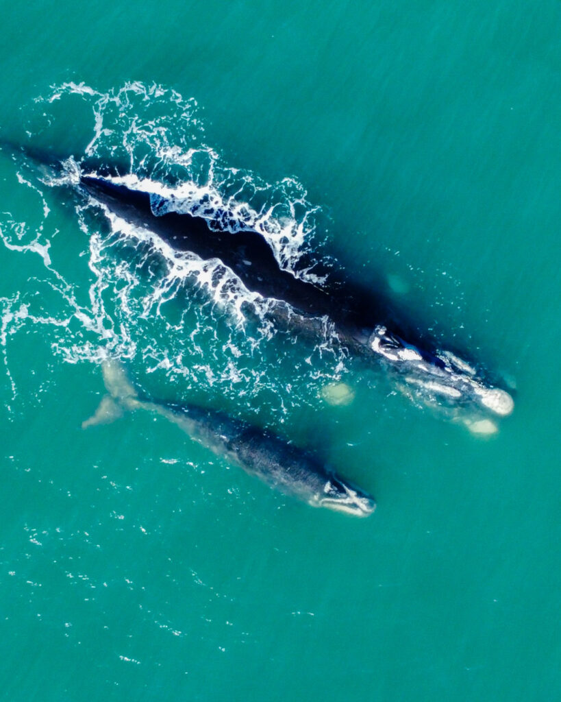 La Ballena Franca Austral y su Área de Protección Ambiental