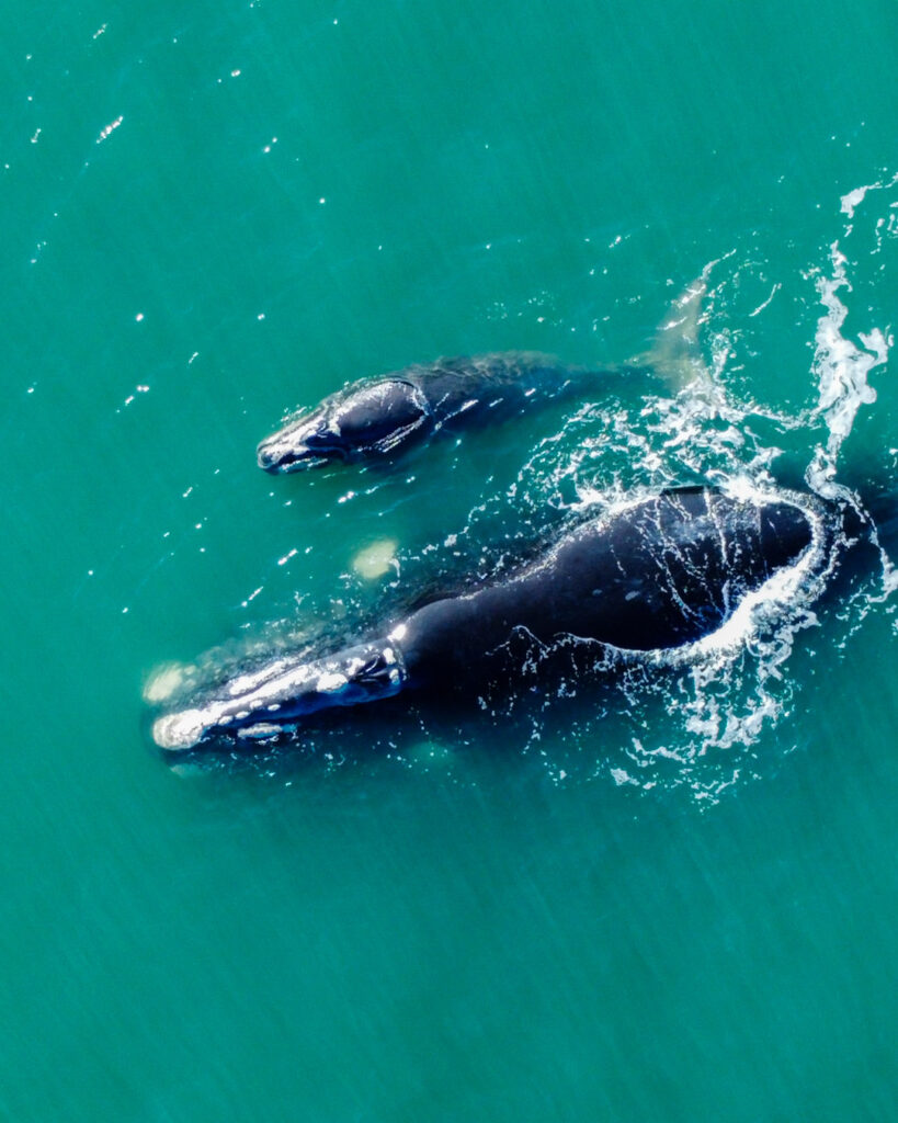 La Ballena Franca Austral y su Área de Protección Ambiental