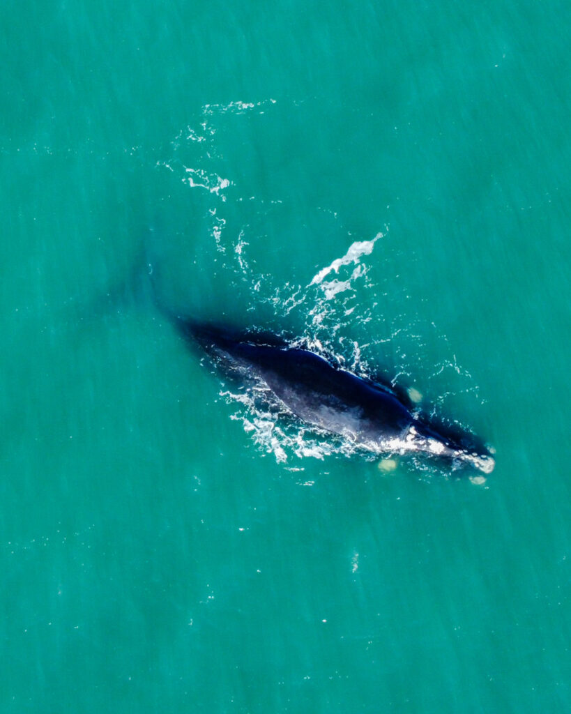 La Ballena Franca Austral y su Área de Protección Ambiental