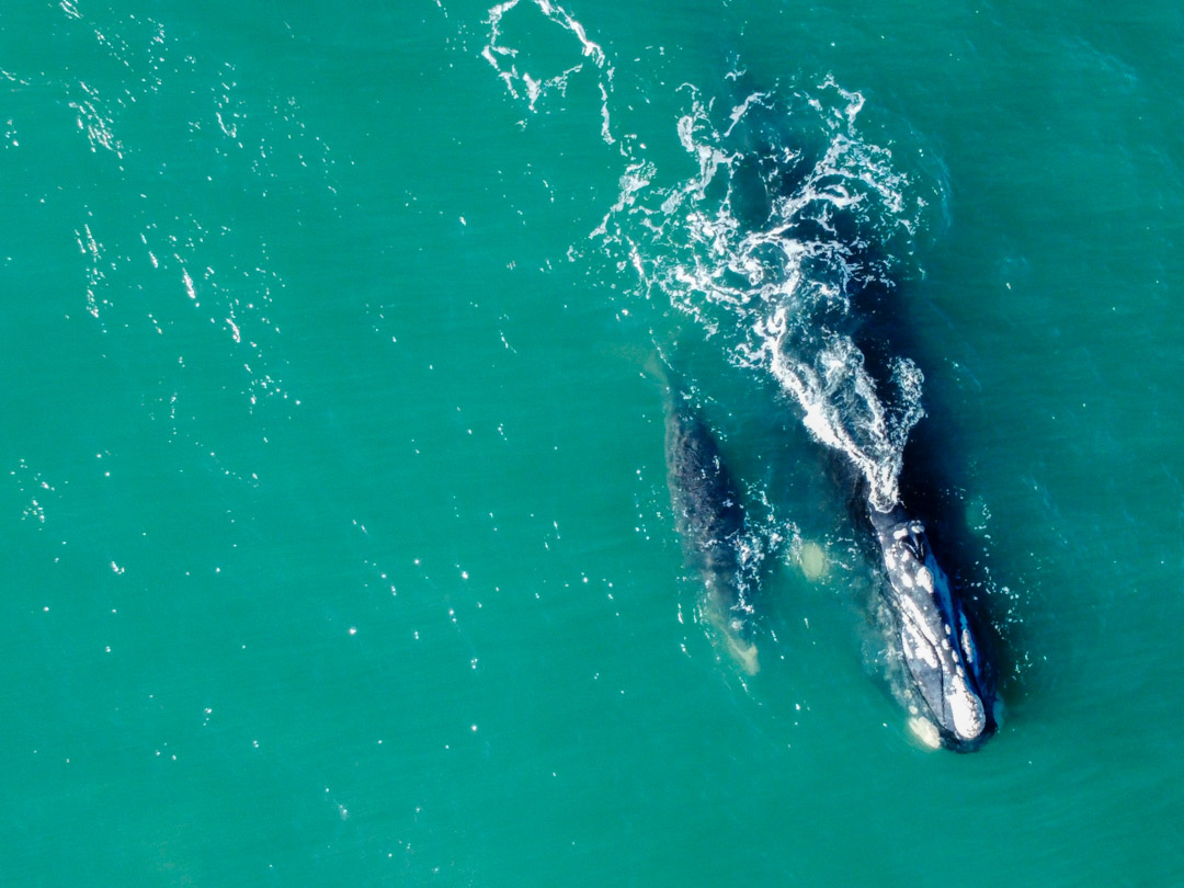 La Ballena Franca Austral y su Área de Protección Ambiental