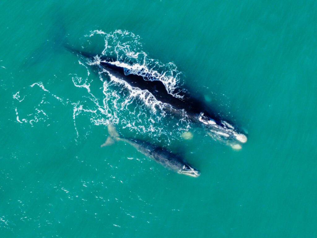 La Ballena Franca Austral y su Área de Protección Ambiental