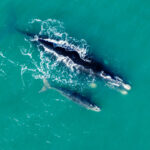 La Ballena Franca Austral y su Área de Protección Ambiental 2 La Ballena Franca Austral y su Área de Protección Ambiental