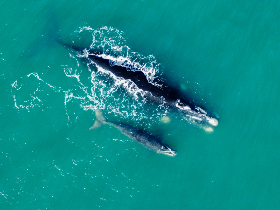 La Ballena Franca Austral y su Área de Protección Ambiental