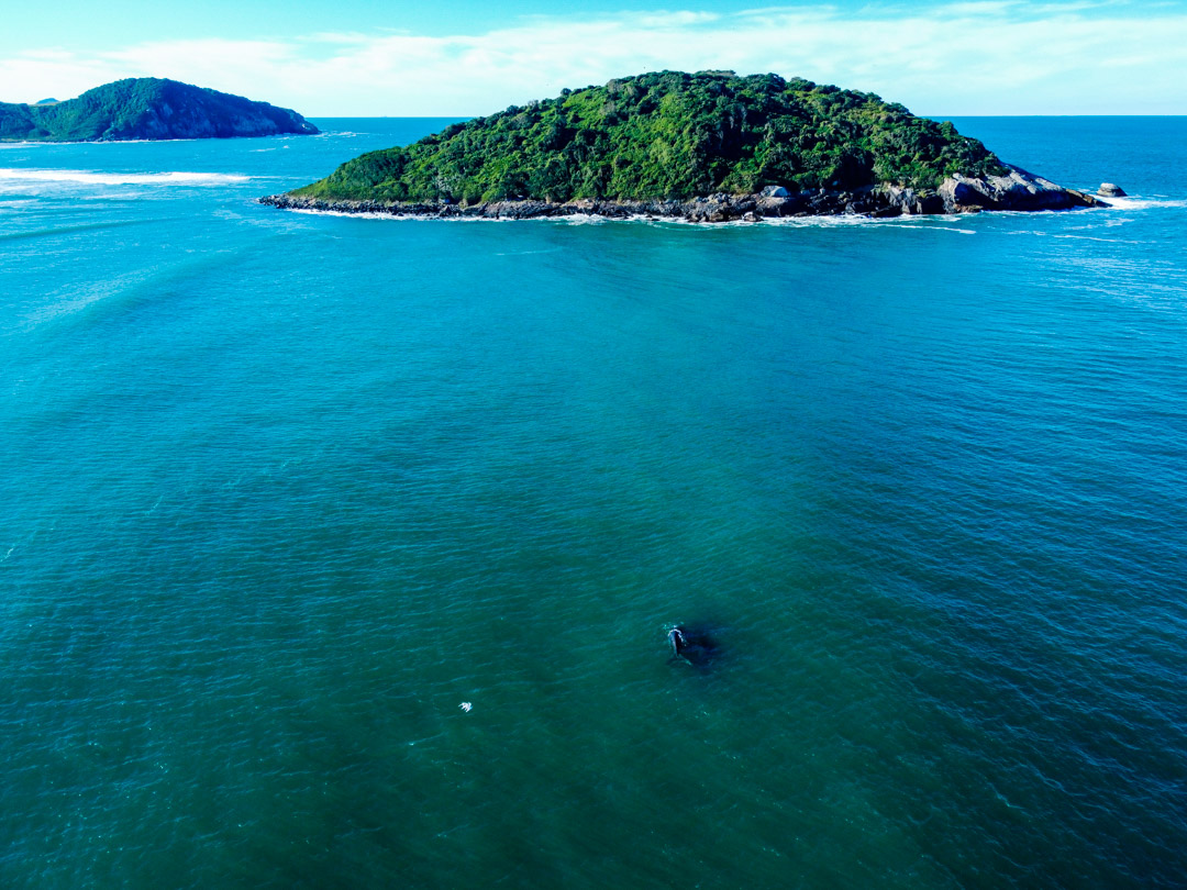 La Ballena Franca Austral y su Área de Protección Ambiental