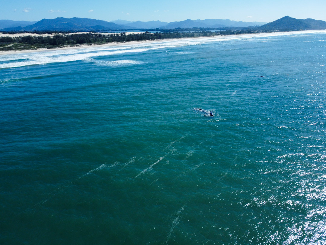 ballena vista desde el mirador
